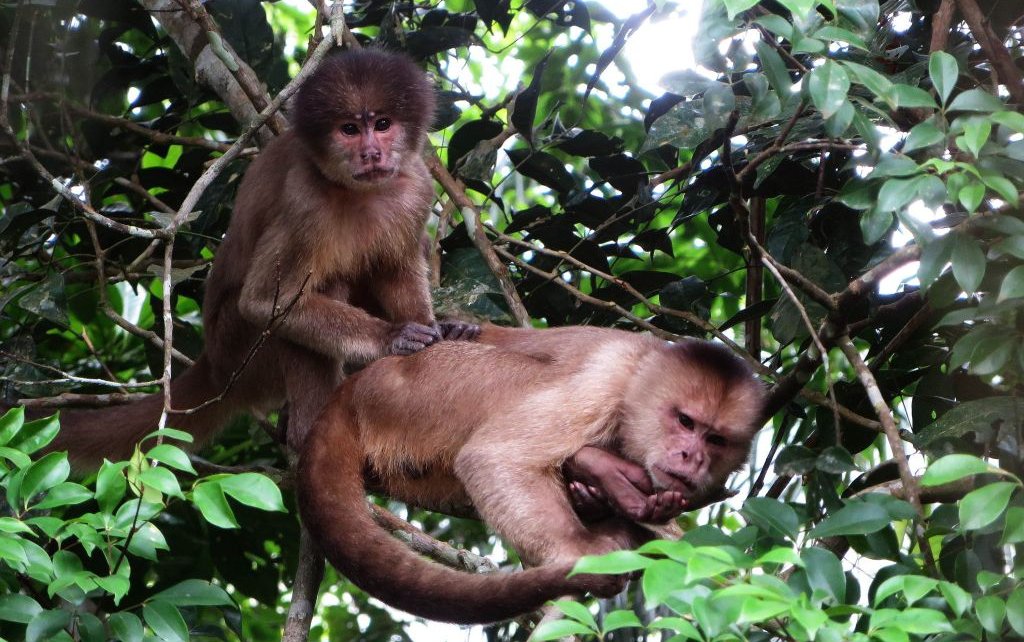 Kapucijnapen Amazone reizen