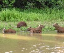 Capybaras in Madidi river
