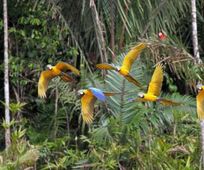 Tambopata Macaw Clay Lick