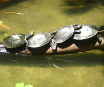 Schildpadden Pacaya Samiria Amazone