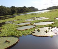 Victoria Water Lelies Iquitos tour, Peru