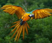 Macaw in Cuyabeno Amazon, Ecuador