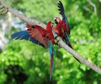 Macaws in Manu Amazon
