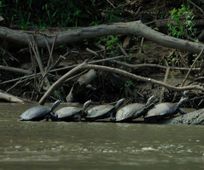 Turtles in Manu Amazon, Peru
