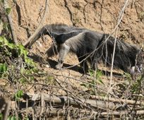 Giant Anteater in Manu