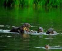 Otters in Manu Amazon tour