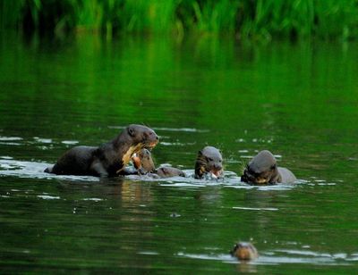 Otters in de Amazone van Peru