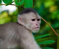 Cappuchin monkey in Madidi Amazon