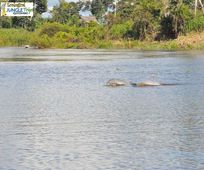 Roze dolfijnen Iquitos Tours