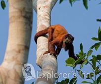 Howler Monkey in Tambopata