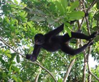 Spider monkey in Manu tour