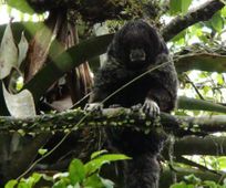 Wooler monkey Amazon tour